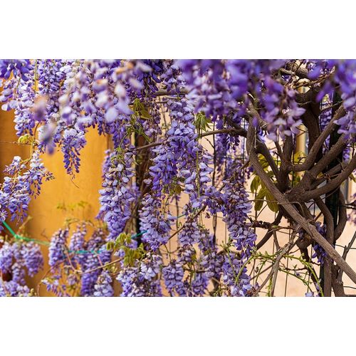 Messina Province-Tripi Wisteria flowers hanging in the medieval hilltop town of Tripi